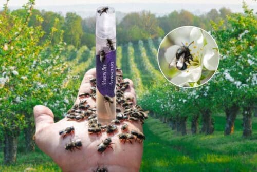 Mason Bee Attractant