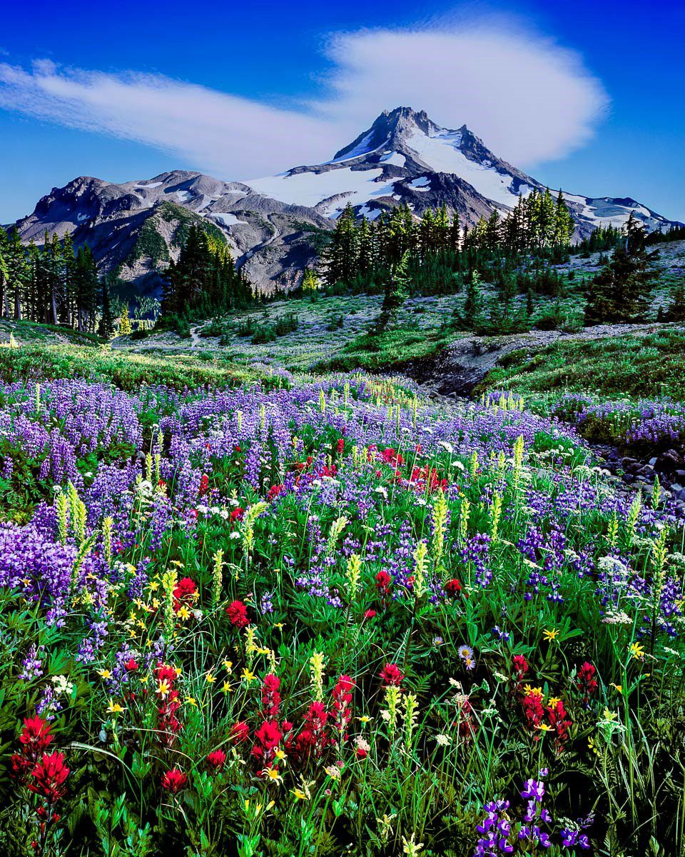 Wildflowers to feed Mason Bees