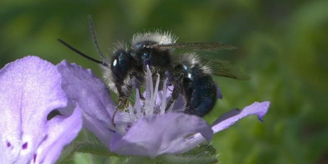 Buy Mason Bee Cocoons | Rocky Pond Nursery