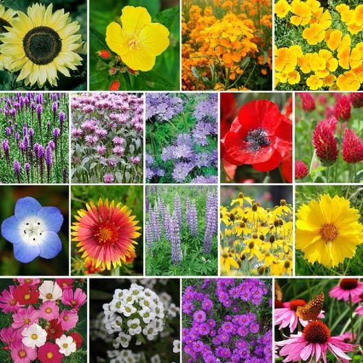 Wildflowers to feed Mason Bees