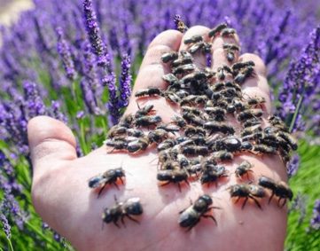 Mason Bees