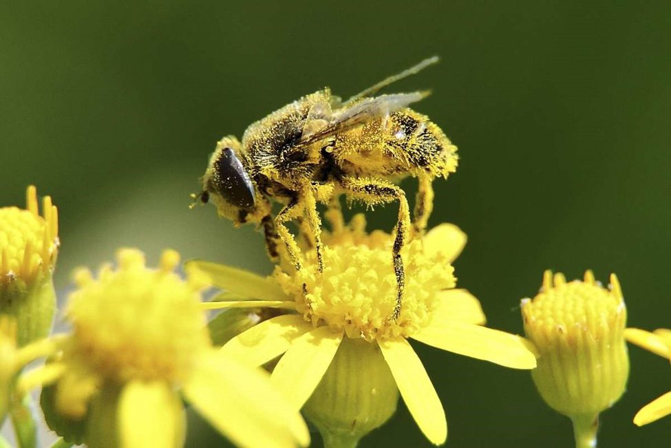 Buy Mason Bees | Rocky Pond Nursery