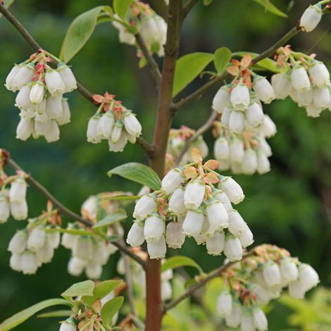 flowers for mason bees