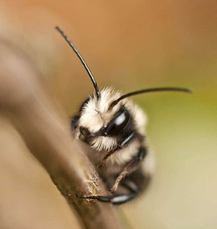 Buy Mason Bee Cocoons | Rocky Pond Nursery