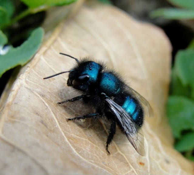 Mason Bees | Rocky Pond Nursery