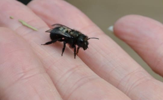 Mason Bees | Rocky Pond Nursery