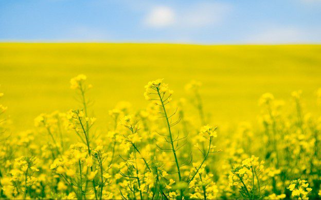 Wild Mustard for Mason Bees