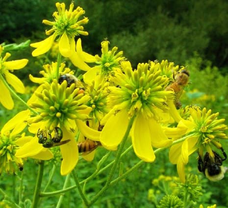 Buy Wild Mustard | Rocky Pond Nursery