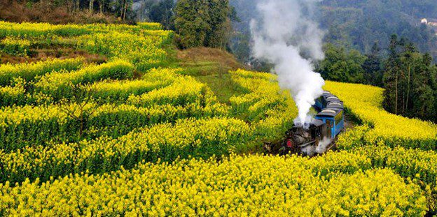 Wild mustard field