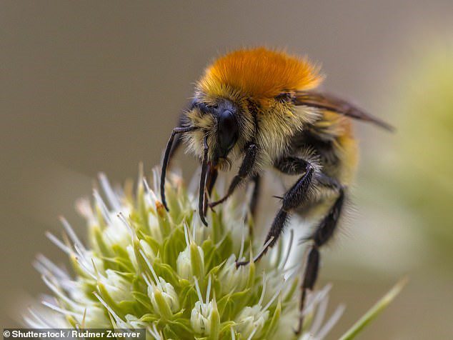 You think climate change is a problem for Mason Bees!