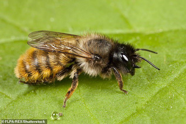 You think climate change is a problem for Mason Bees!