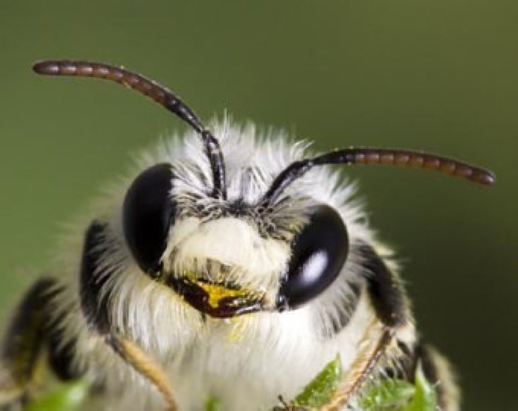 Guide to Raising Mason Bees