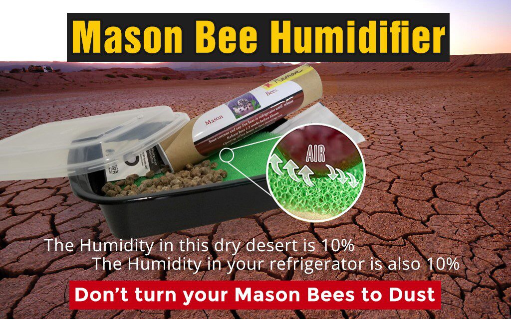 Guide to Raising Mason Bees | Rocky Pond Nursery