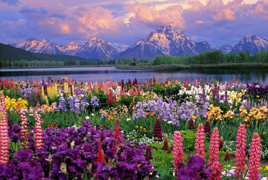 Flowers to feed Mason Bees