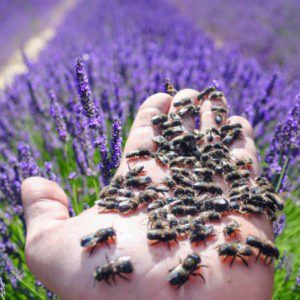 Mason Bees for sale