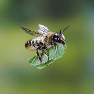 Guide to Raising Mason Bees | Rocky Pond Nursery