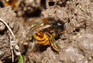 Spring Mason Bee