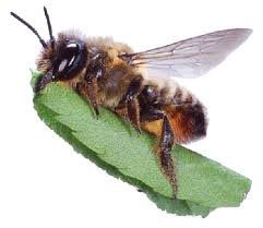 Leaf Cutter Bee