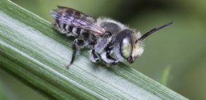 Leafcutter Bees for sale