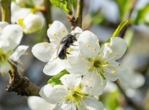 Mason Bee Guide