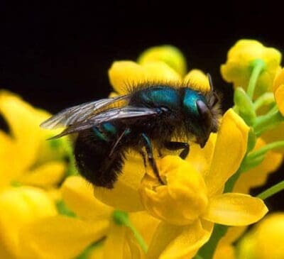 Mason Bees for sale 2022 through 2023