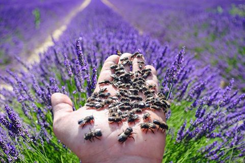 Lavender and mason Bees