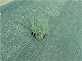 Growing Lavender for Pharmaceuticals and Medical