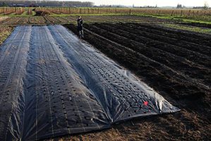 Growing Lavender for Pharmaceuticals and Medical