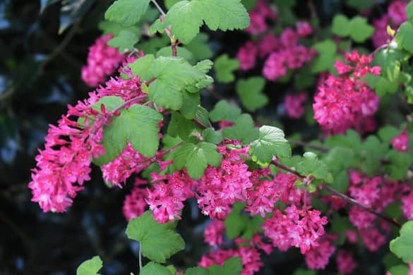 Flowers for mason bees