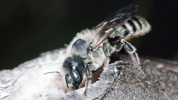 mason bees for sale