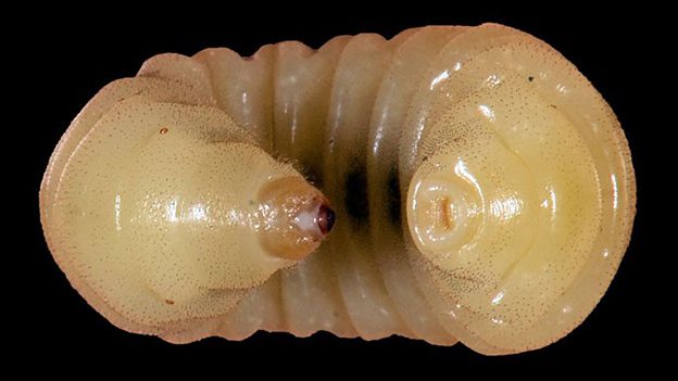 mason bee pupa