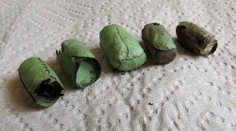 Leafcutter bee cocoons