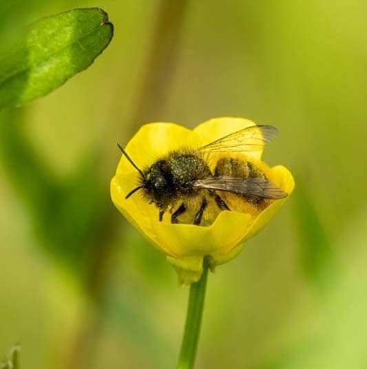 Mason Bees vs Honey Bees