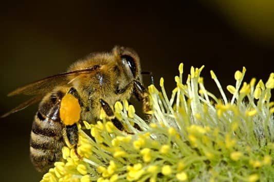 Mason Bees vs Honey Bees