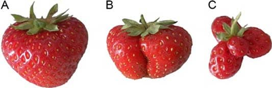 Pollinated Strawberries