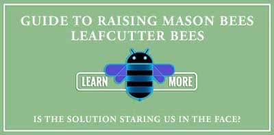 Guide to raising Mason Bees and Leafcutter Bees
