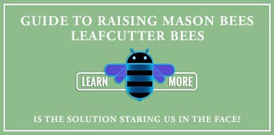 Guide to raising Mason Bees and Leafcutter Bees