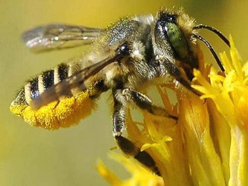 Leafcutter-Bee-Laden-With-Pollen