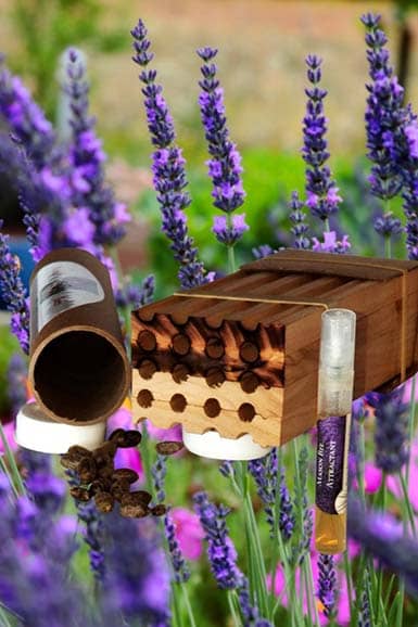 Mason Bee Nesting Block with Mason Bee Cocoons and Attractant