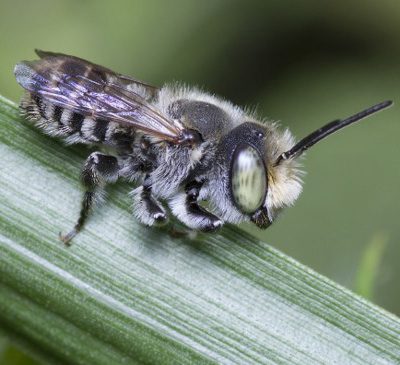 Leafcutter Bees for Sale