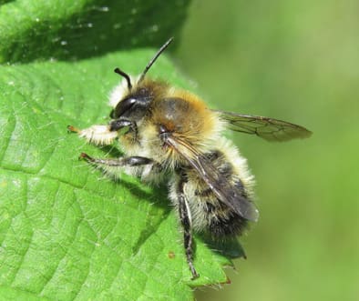 Leafcutter Bees for Sale
