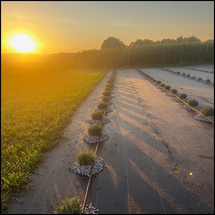 Growing-Lavender-Newly-Planted-Rows Growing Lavender Newly Planted Rows