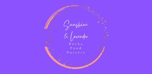 Sunshine and Lavender