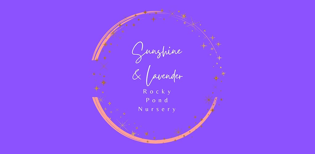 Lavender Oil Essential Oil | Sunshine & Lavender Rocky Pond Nursery