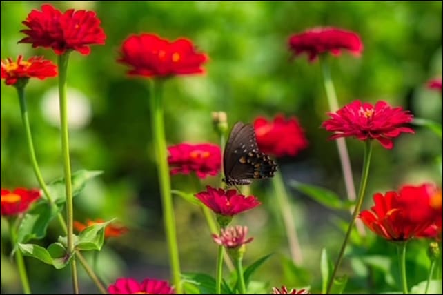 Sunshine & Lavender - Flower