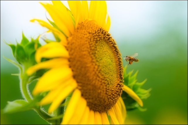 Sunshine & Lavender - Sunflower