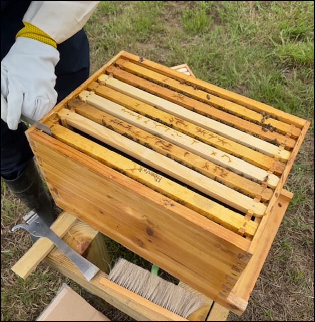 Sunshine & Lavender | Our Honey Bee Hive