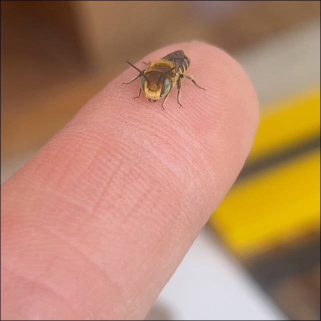 Sunshine & Lavender | Happy little Leaf Cutter Bees.