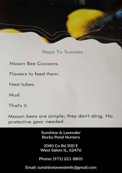 Mason Bees Guide