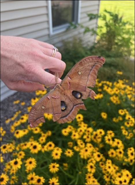 Sunshine & Lavender | Polyphemus moth on our farm.
